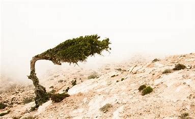 A lone tree bent by the wind on a rocky, misty hillside